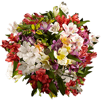(OC) Alstroemeria Sel Your Choice 3 For Delivery to Bloomfield, Connecticut