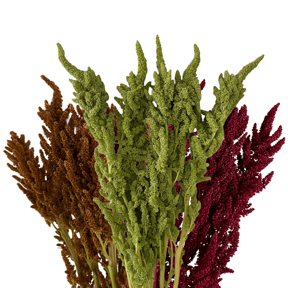Amaranthus Upright Mix 60 Stems