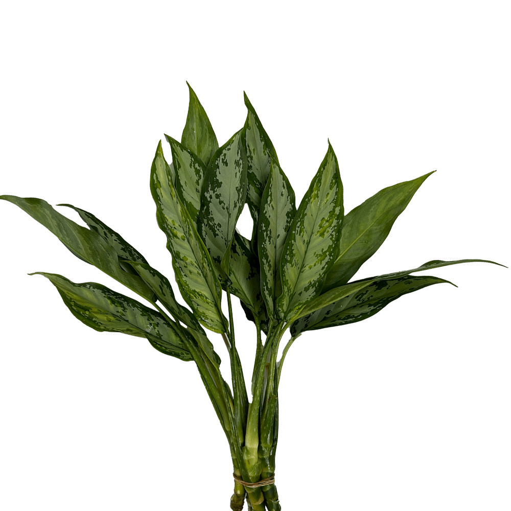 Anglonema tip 30 Stems