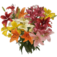 (OC) Asiatic Lilies Assorted 1 Bunches For Delivery to Sapulpa, Oklahoma