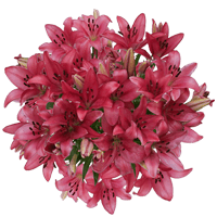 (QB) Asiatic Lilies Hot Pink 4 Bunches For Delivery to Benton, Arkansas