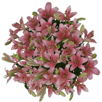 (QB) Asiatic Lilies Pink 4 Bunches For Delivery to Wisconsin