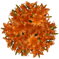 (HB) Asiatic Lilies Orange 12 Bunches For Delivery to Long_Island_City, New_York