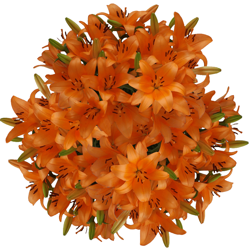 Asiatic Lilies Stems Orange Flowers Best Deal
