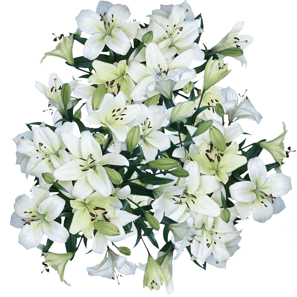 Asiatic Lilies White Flowers Free Shipping