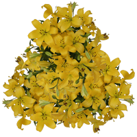 (QB) Asiatic Lilies Yellow 4 Bunches For Delivery to West_Virginia