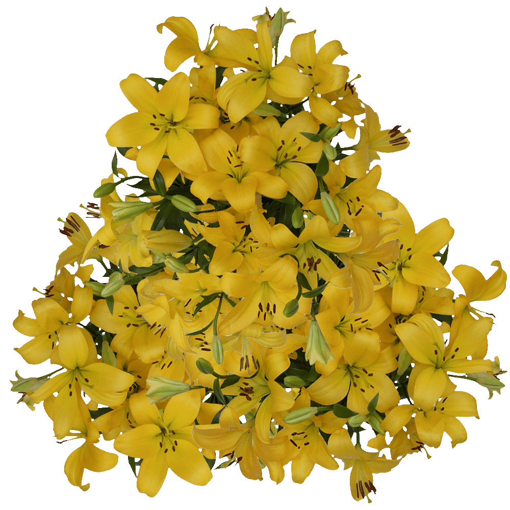 Asiatic Lilies Yellow Flower Delivery Free Shipping