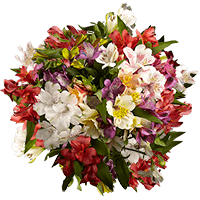 Qty of Assorted Color Alstroemeria Flowers For Delivery to Mesa, Arizona