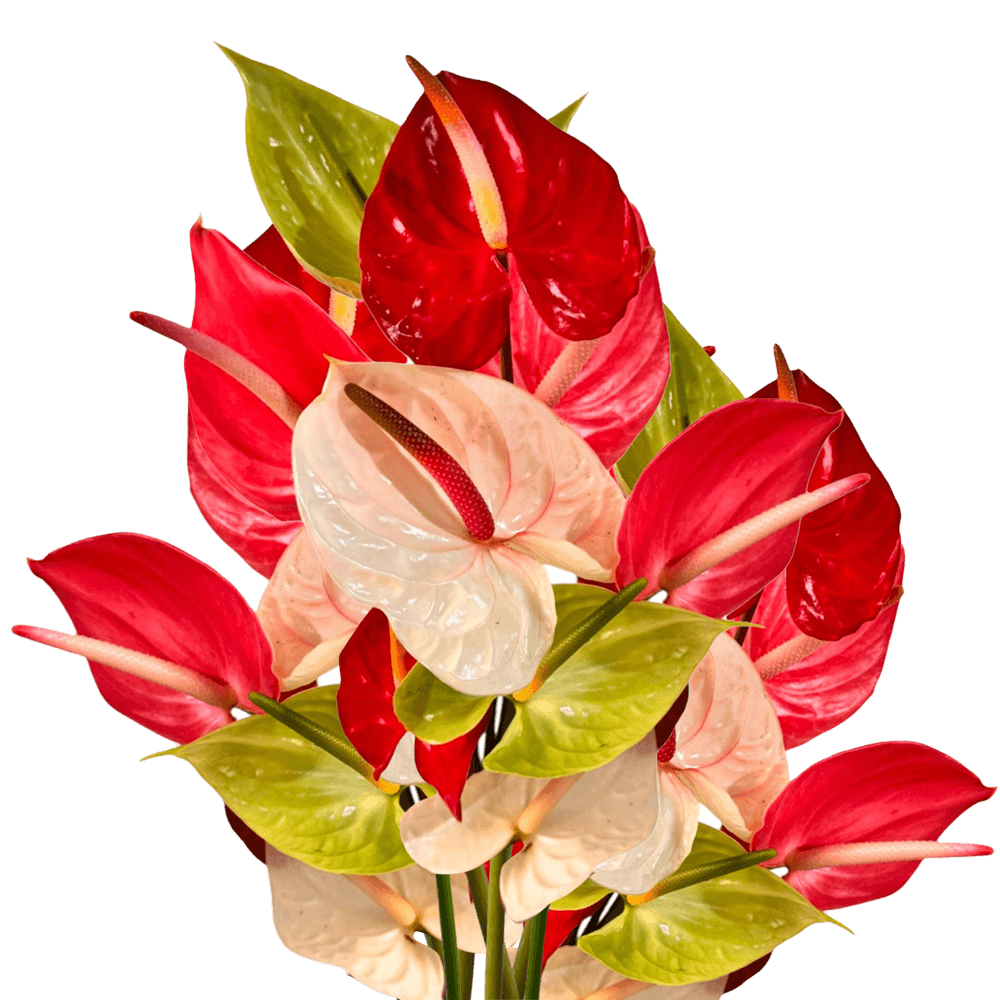 Assorted Anthurium Tropical Flowers Online Delivery  Large Bunch of 60 Stems