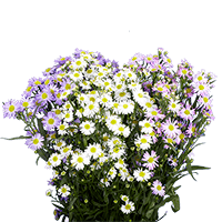 Qty of Assorted Aster Flowers For Delivery to Lancaster, Pennsylvania