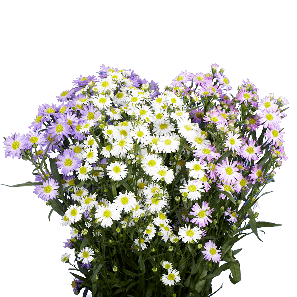Qty of Assorted Aster Flowers For Delivery to Catonsville, Maryland