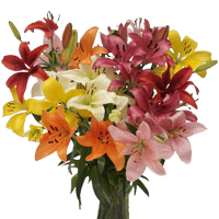 Qty of Assorted Oriental Lillies For Delivery to Marina, California