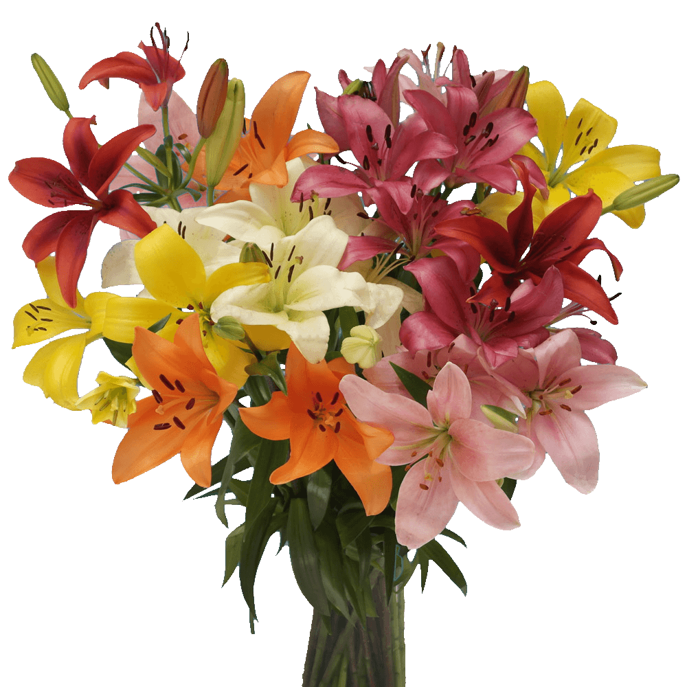 Best Bouquets for Birthday - Assorted Color Asiatic Lilies