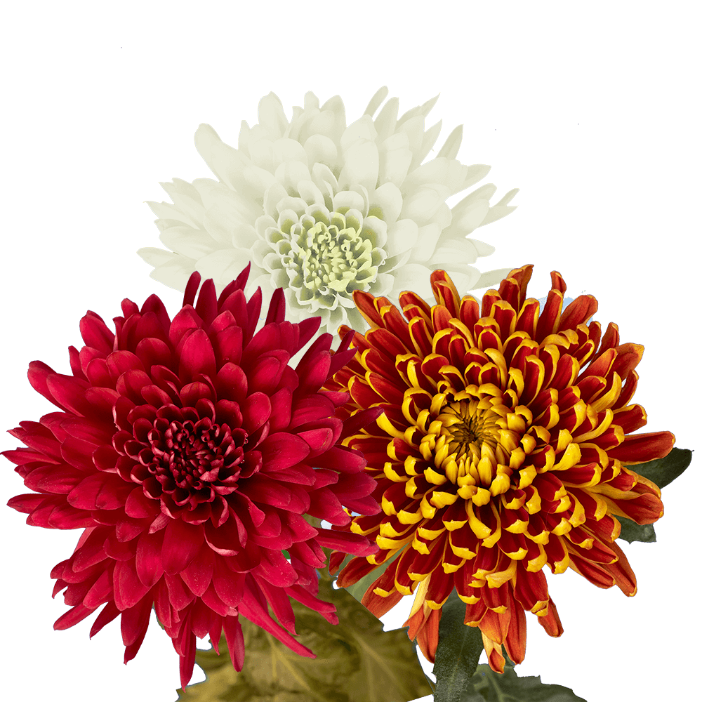 Which flower types best express friendship