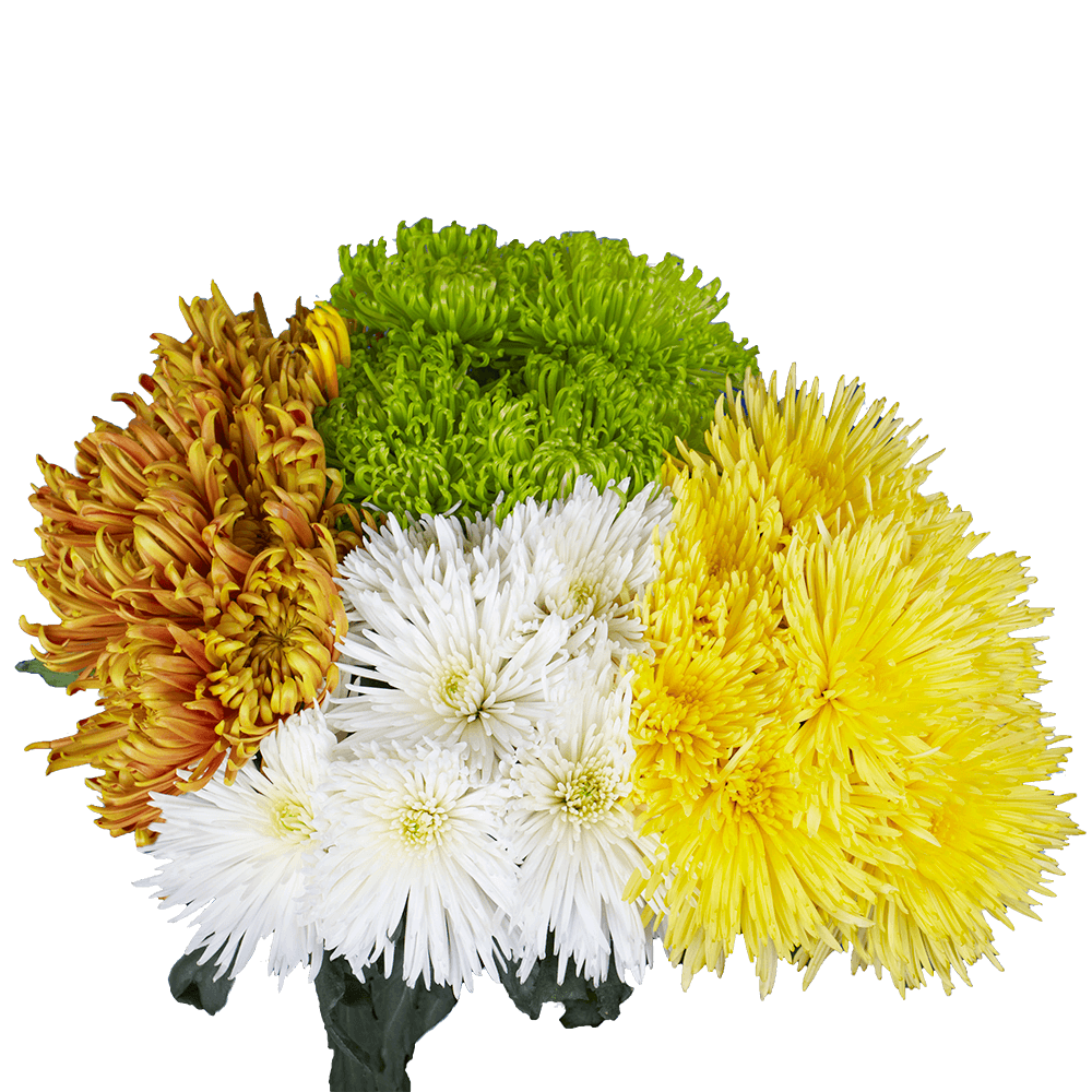 Qty of Assorted Color Fuji Spider Mums For Delivery to Magna, Utah