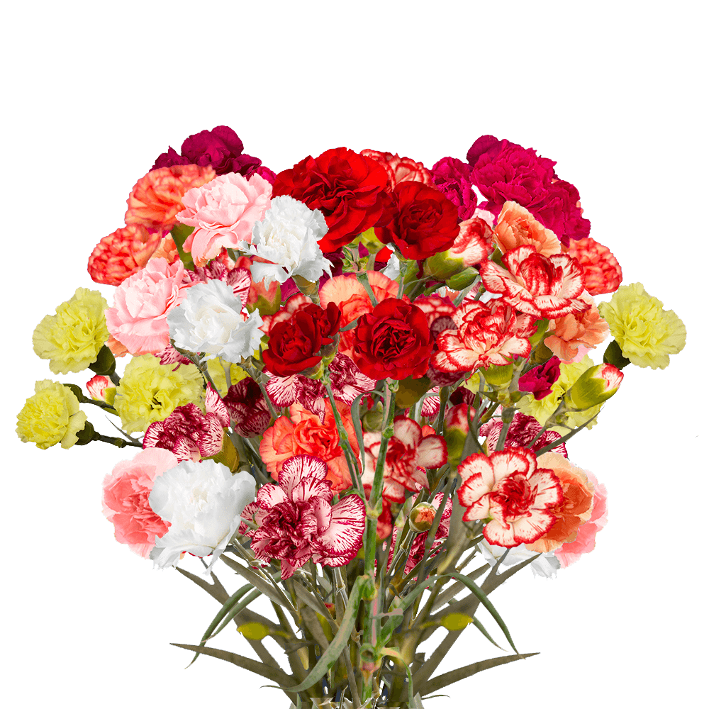 Qty of Assorted Spray Carnations For Delivery to Lowell, Massachusetts