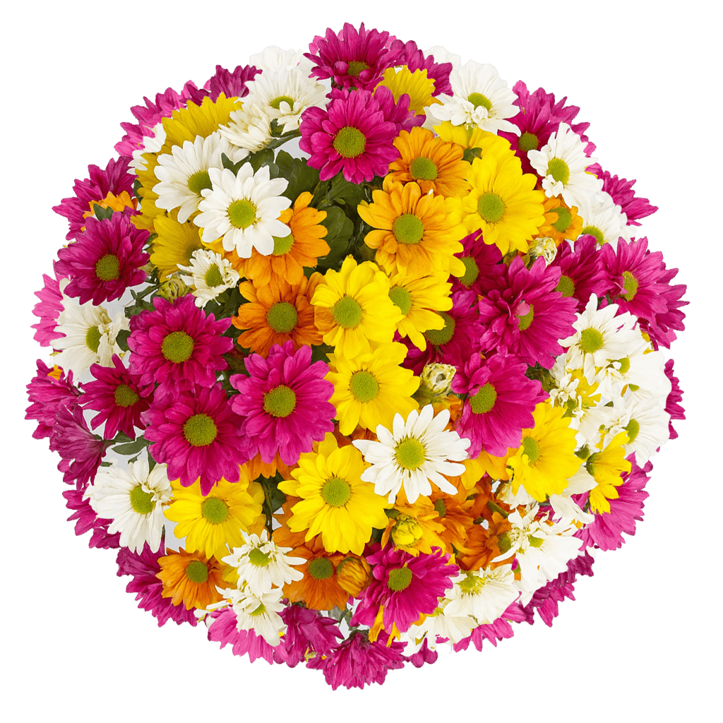 Assorted Daisy Poms - Choose Your Quantity