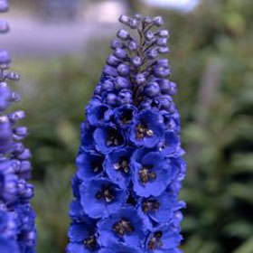 (OC-HB) Qty of Assorted Delphinium Flowers