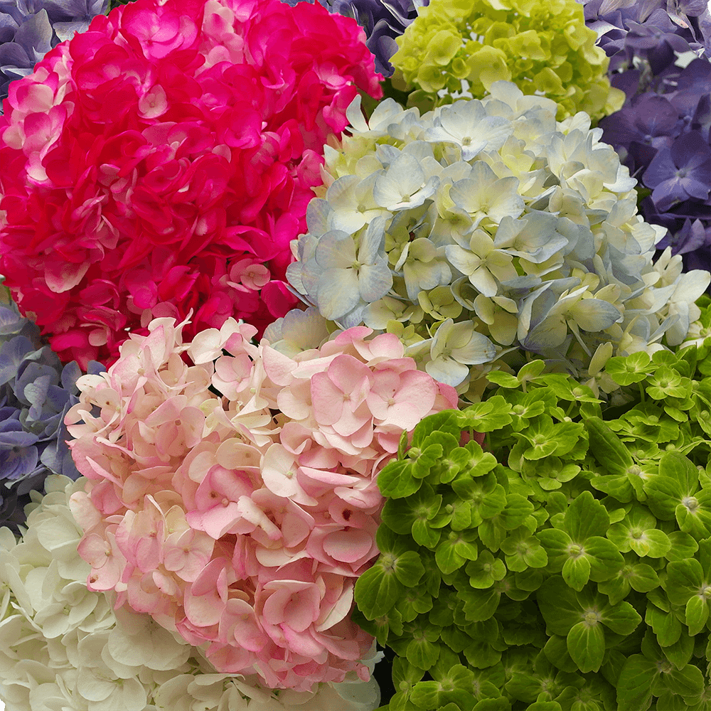 Hydrangeas, Jumbo - Bulk – Flowers For Fundraising