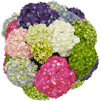 Assorted Premium Hydrangeas 20 (QB) For Delivery to Albany, New_York