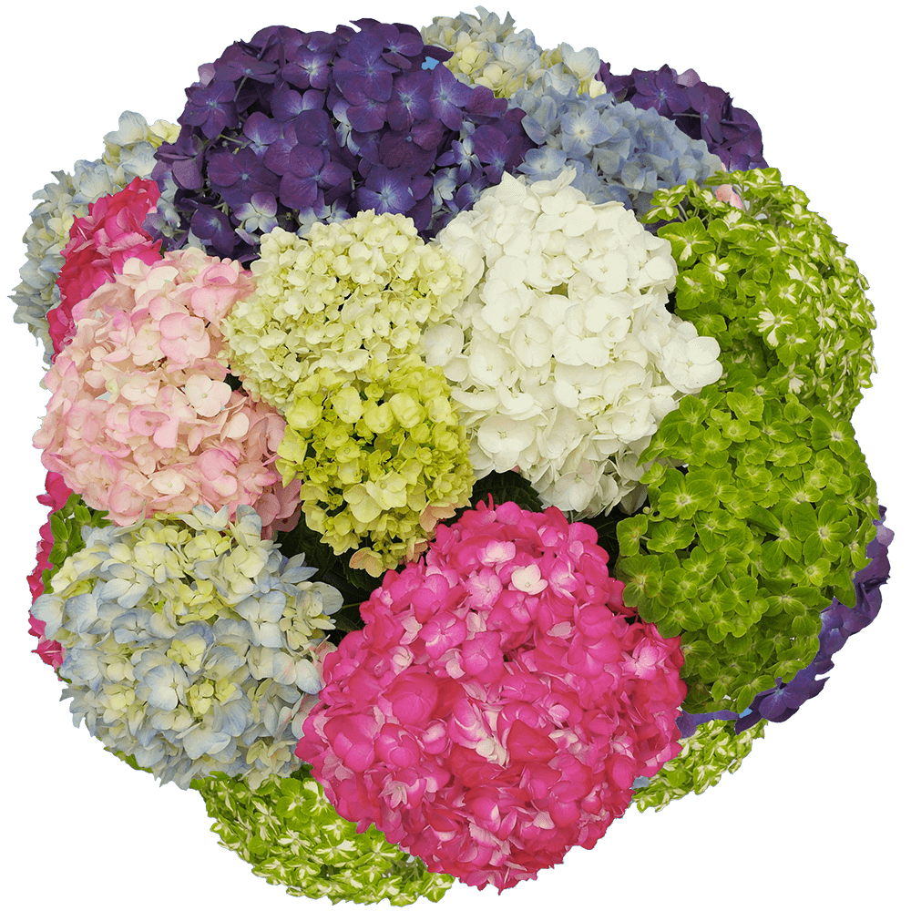20 Premium Assorted Hydrangea Flowers