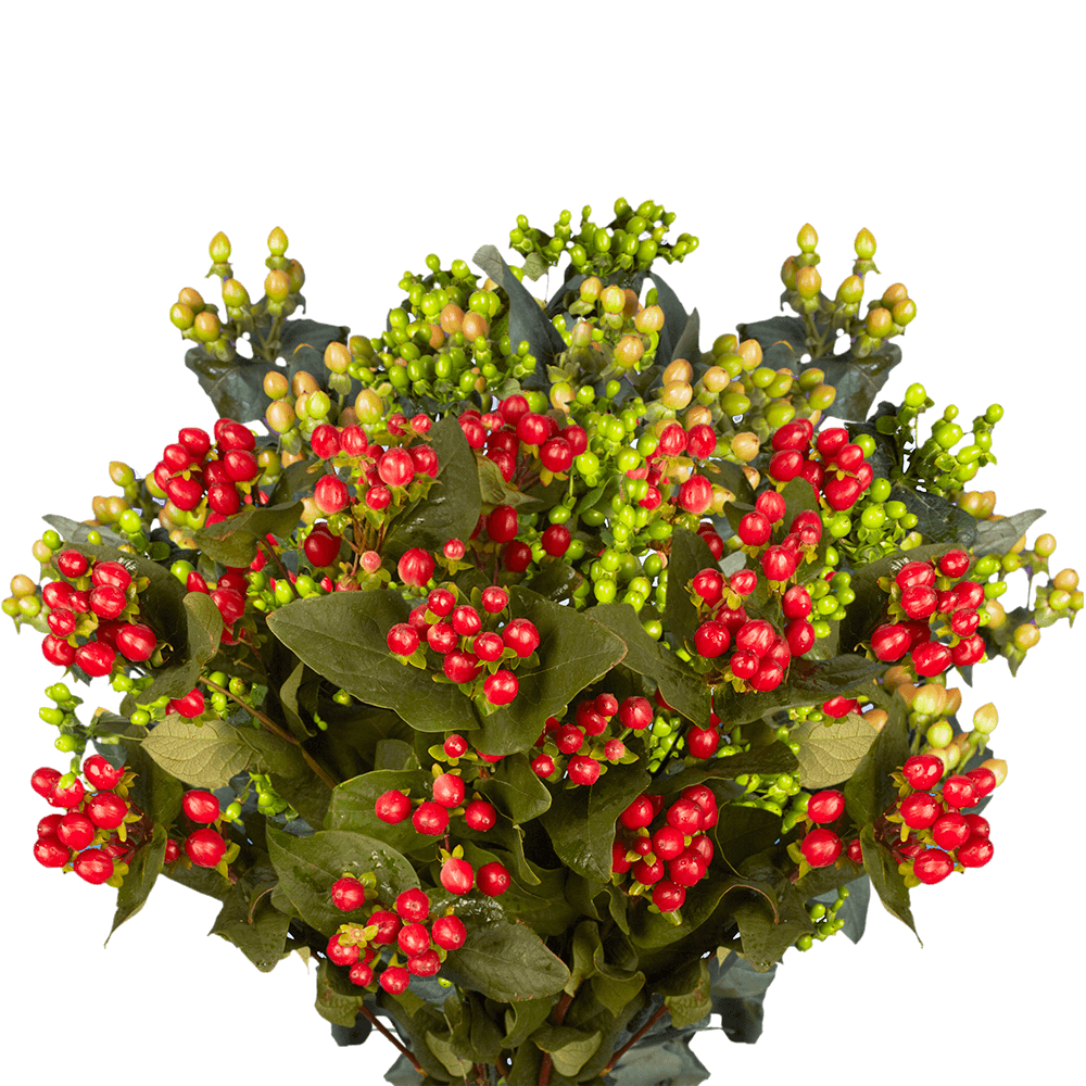 Qty of Assorted Color Hypericum Flowers For Delivery to Grand_Blanc, Michigan