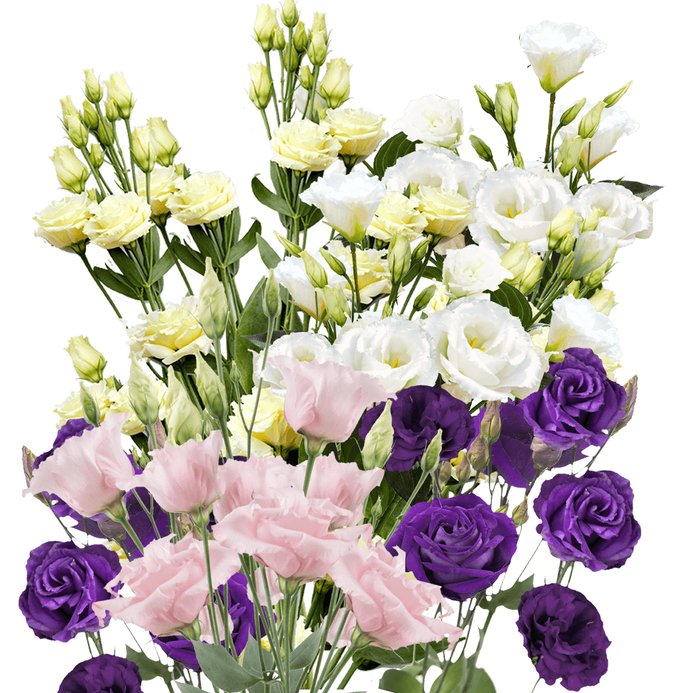 Qty of Assorted Lisianthus For Delivery to Richardson, Texas
