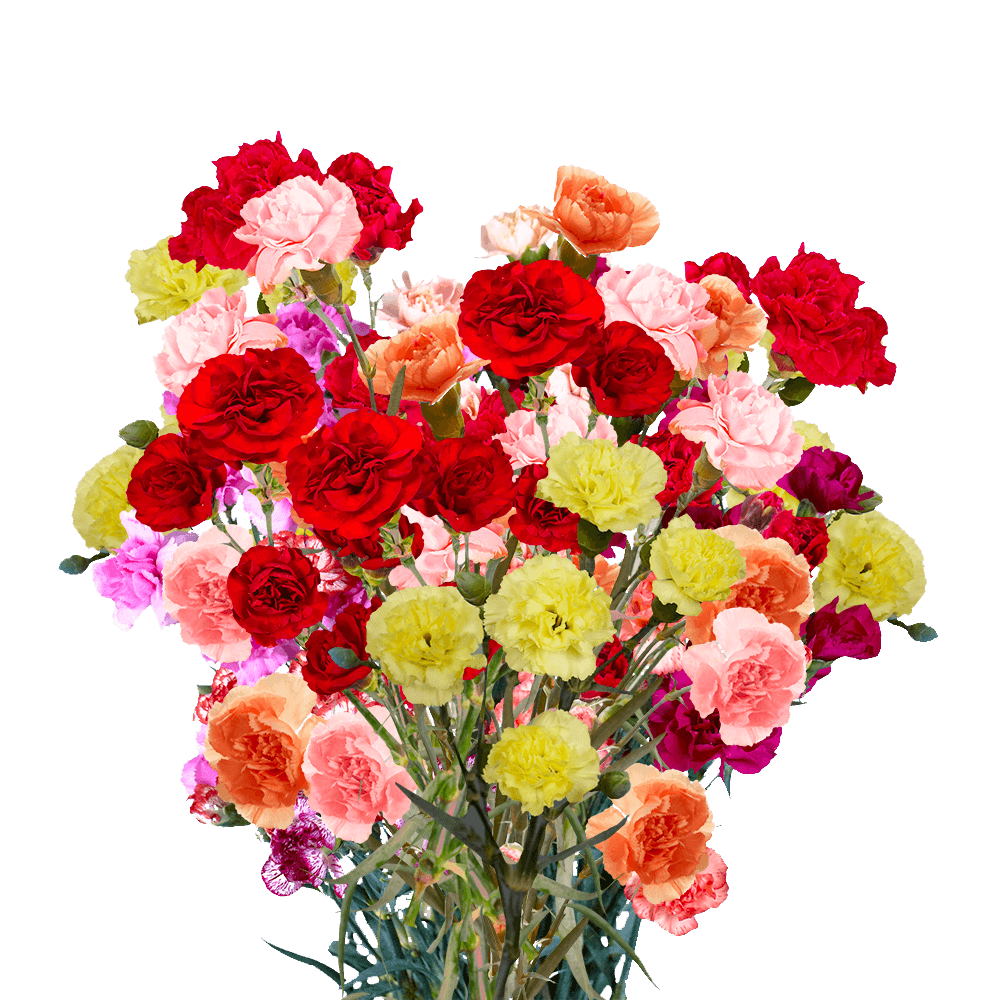 Assorted Mini Carnations Cheap