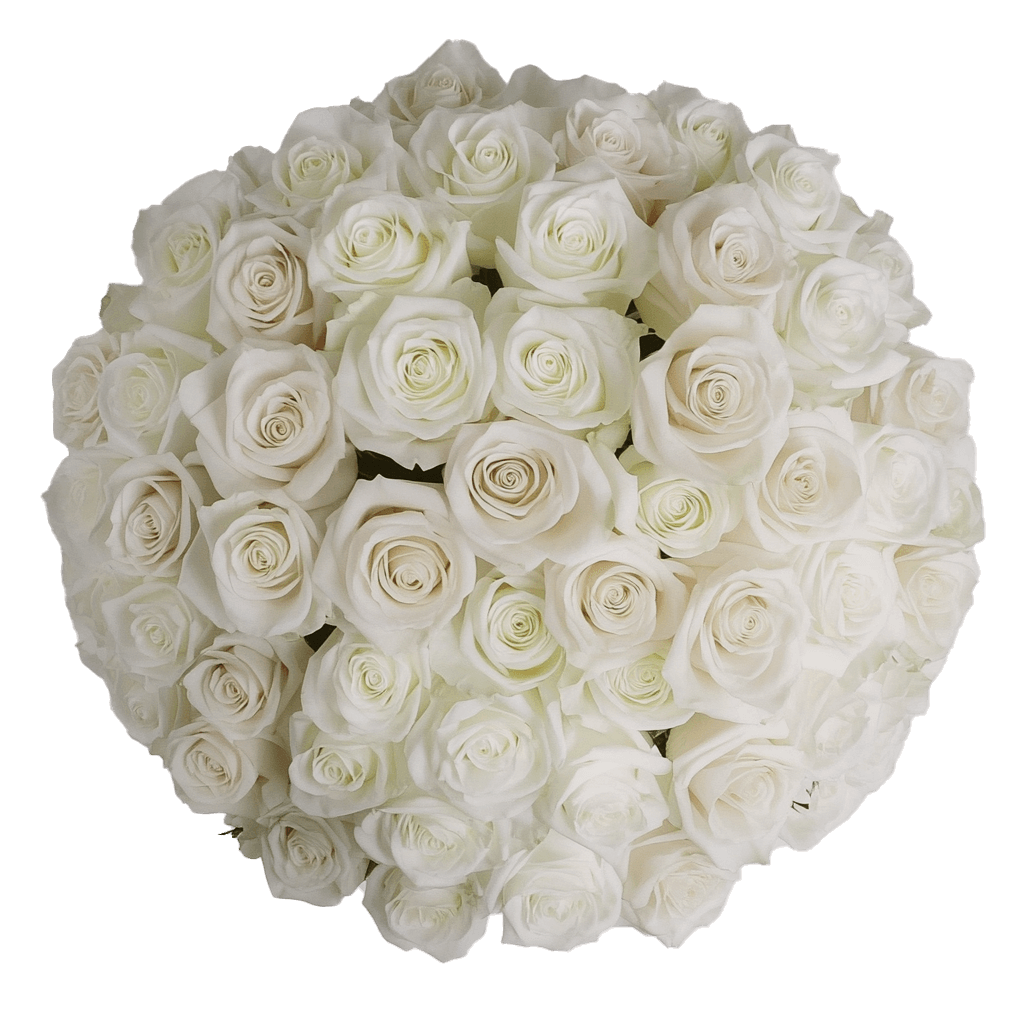 Rose Sht Assorted White (QB) [Include Flower Food] (OM)