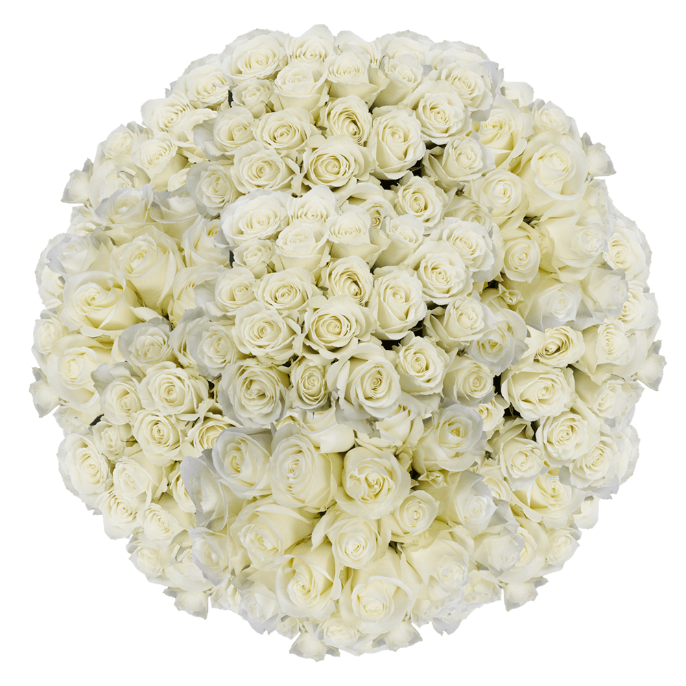 Assorted White Roses – Fresh Cut Roses for Next Day Delivery | GlobalRose Wholesale Flowers