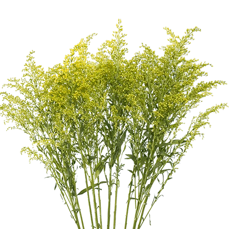 SOLIDAGO