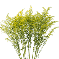 Qty of Aster Solidago For Delivery to West_Lafayette, Indiana