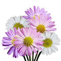(OC) Aster Assorted 6 Bunches For Delivery to Mason, Ohio