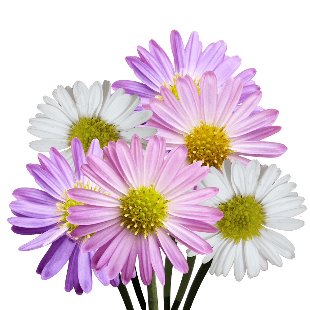 Asters Flowers on Sale Online Special