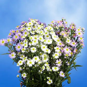 ASTER