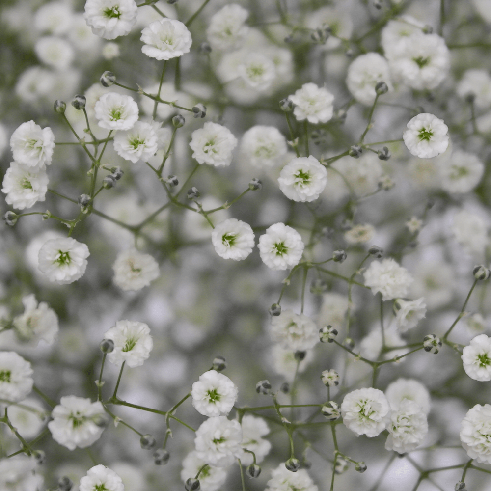 Baby's Breath Flowers for Sale Bulk