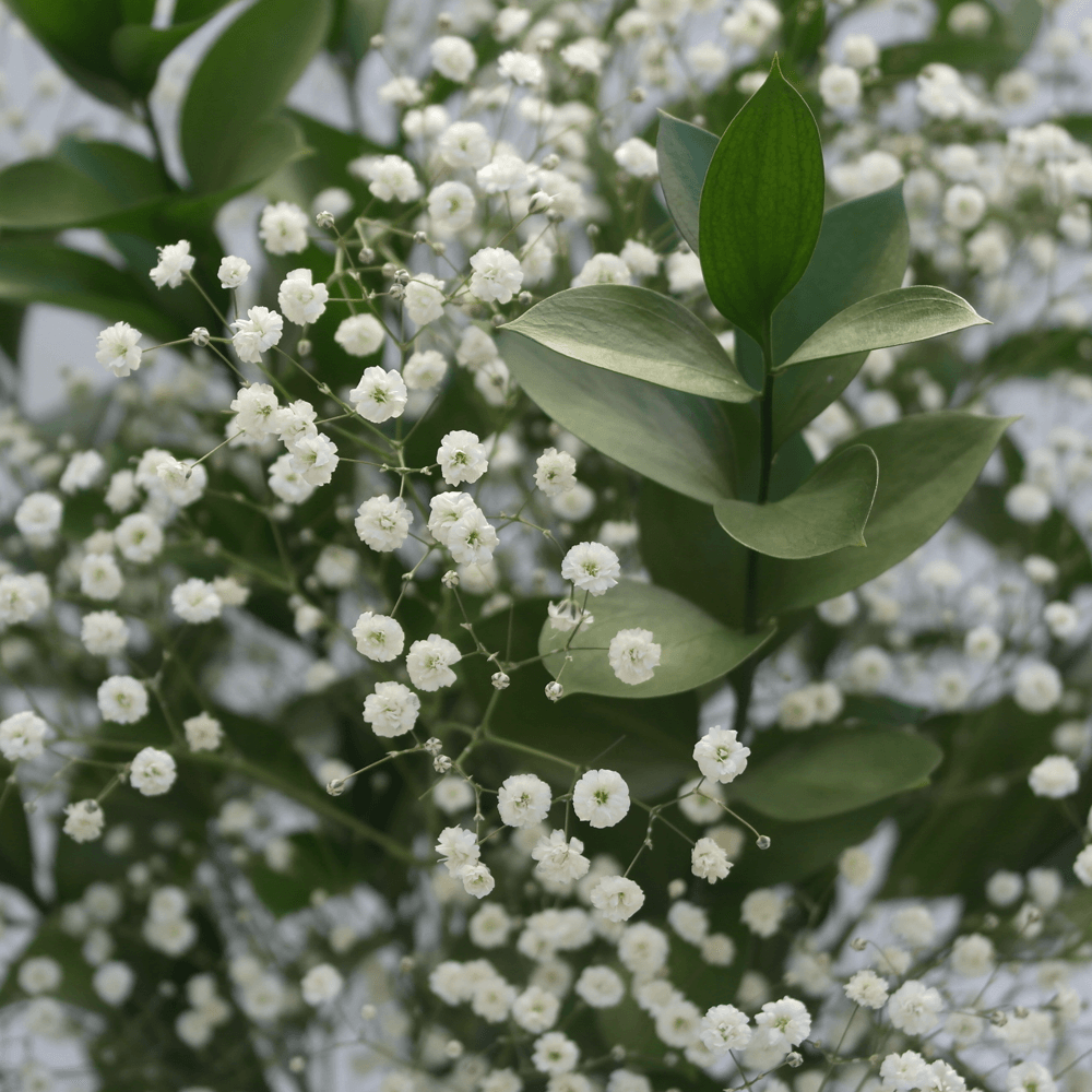 240 Flower Fillers Ruscus and Baby's Breath