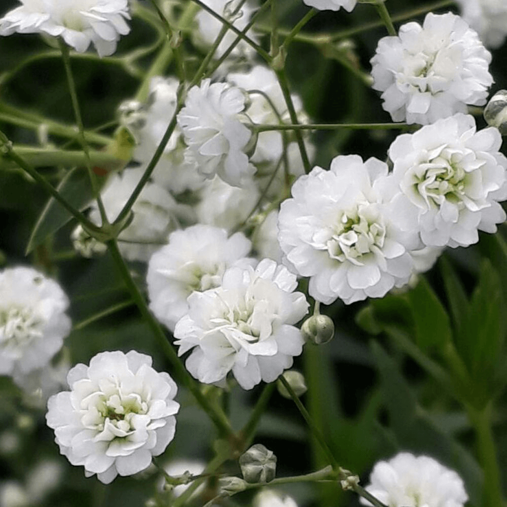 Baby's Breath Gypsophila, Fresh Gypsophila Flowers