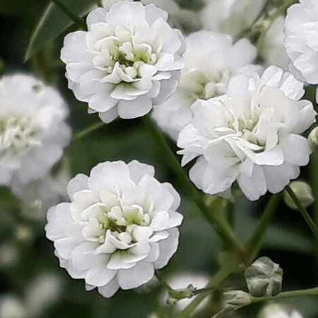 Qty of Gypsophila Flowers For Delivery to Sanford, North_Carolina