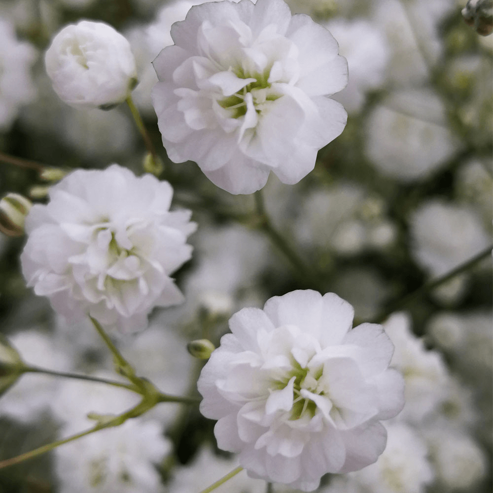 Baby's Breath Gypsophilia Flowers for Bouquets