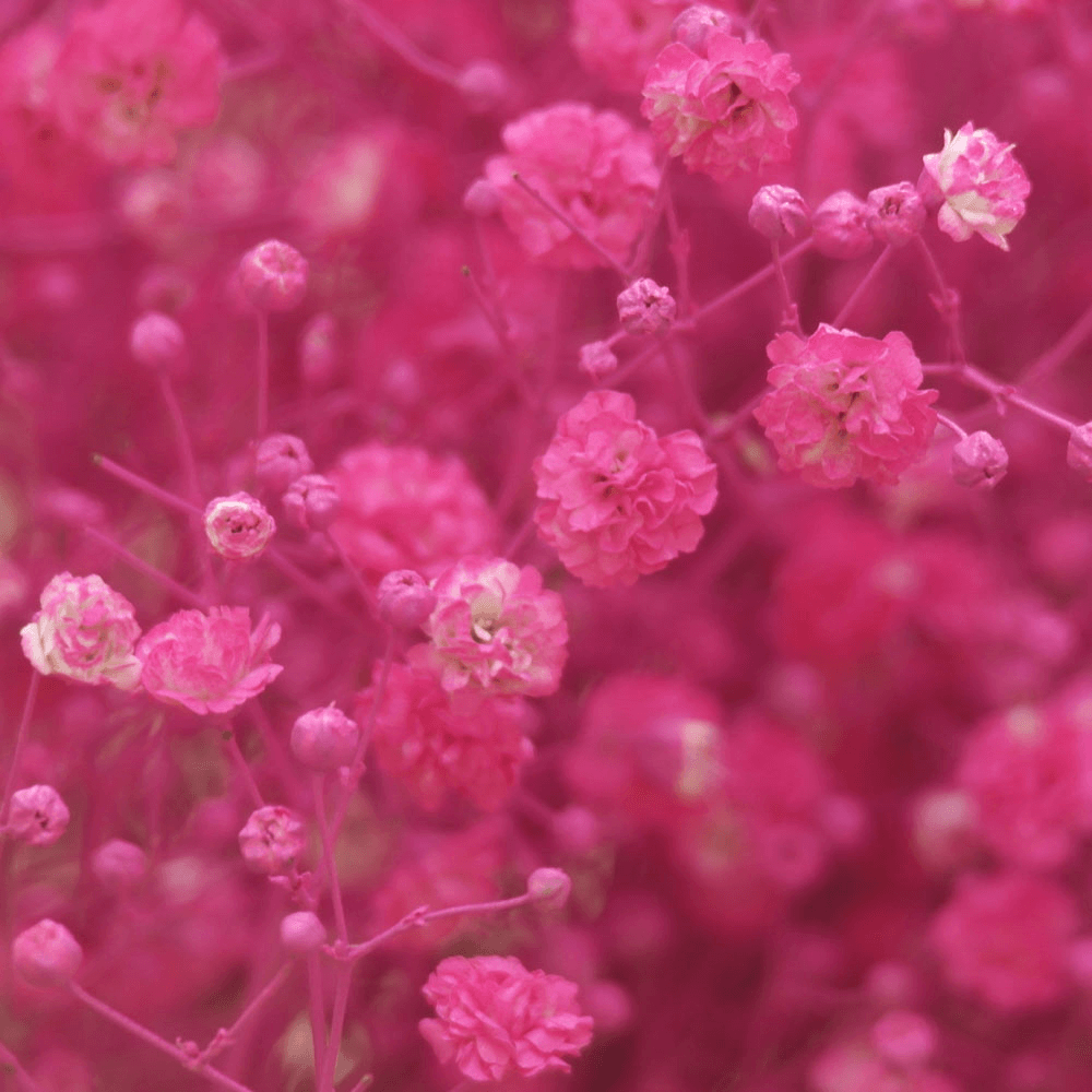 pink baby's breath flower - Pink Babys Breath Flower - Sticker
