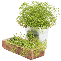 (HB) Babys Breath Lime Green 240 For Delivery to Astoria, New_York