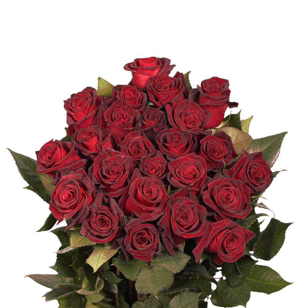(OC) Roses Sht Baccara For Delivery to Sedalia, Missouri