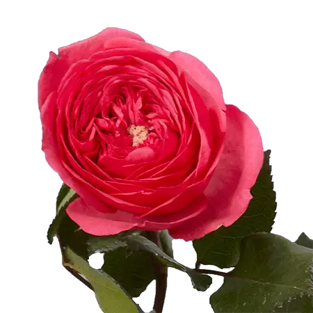 BARONESSEDARKPINK