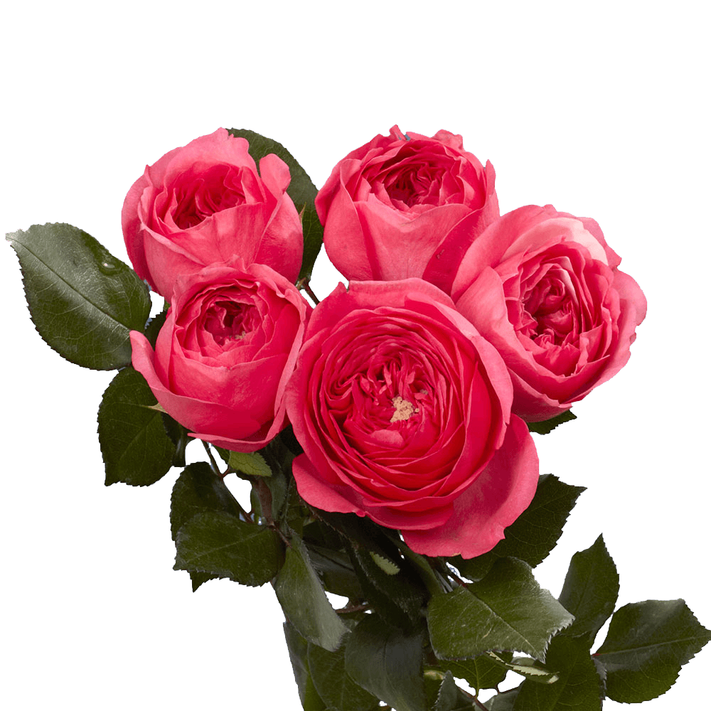 Baronesse Dark Pink Garden Roses Online Flowers
