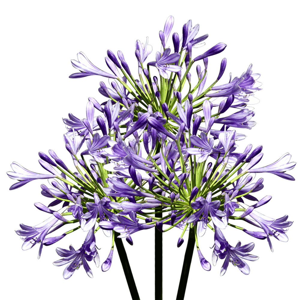 Beautiful Agapanthus Flowers