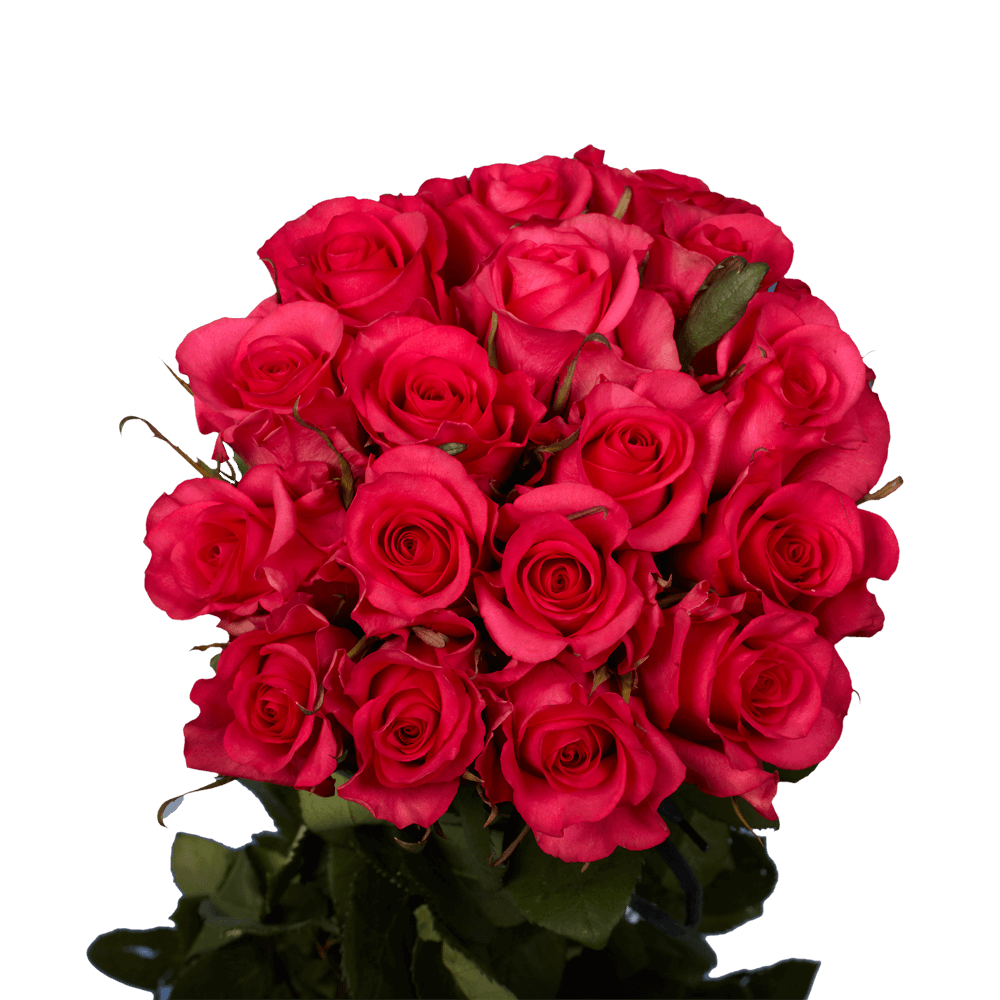 Beautiful Almost Red Roses