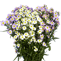 (QB) Aster Assorted 10 Bunches For Delivery to New_Lenox, Illinois