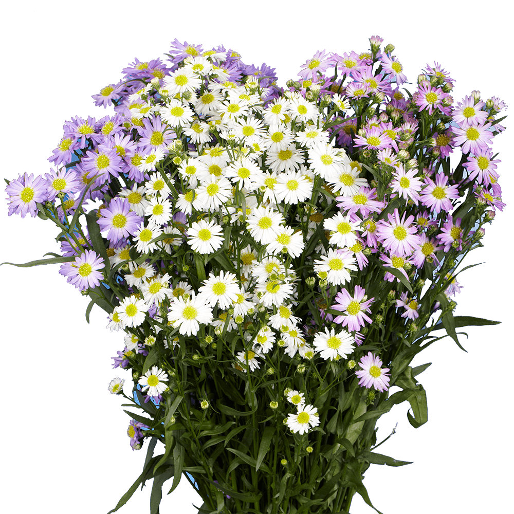 Beautiful Assorted Aster Flowers