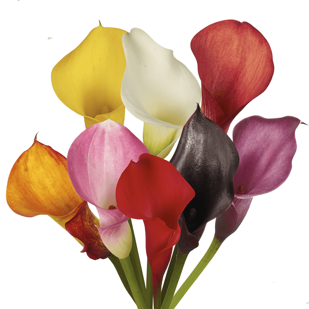 60 Stems of Assorted Color Calla Lilies - Spring Wedding Bridal Bouquet Flower